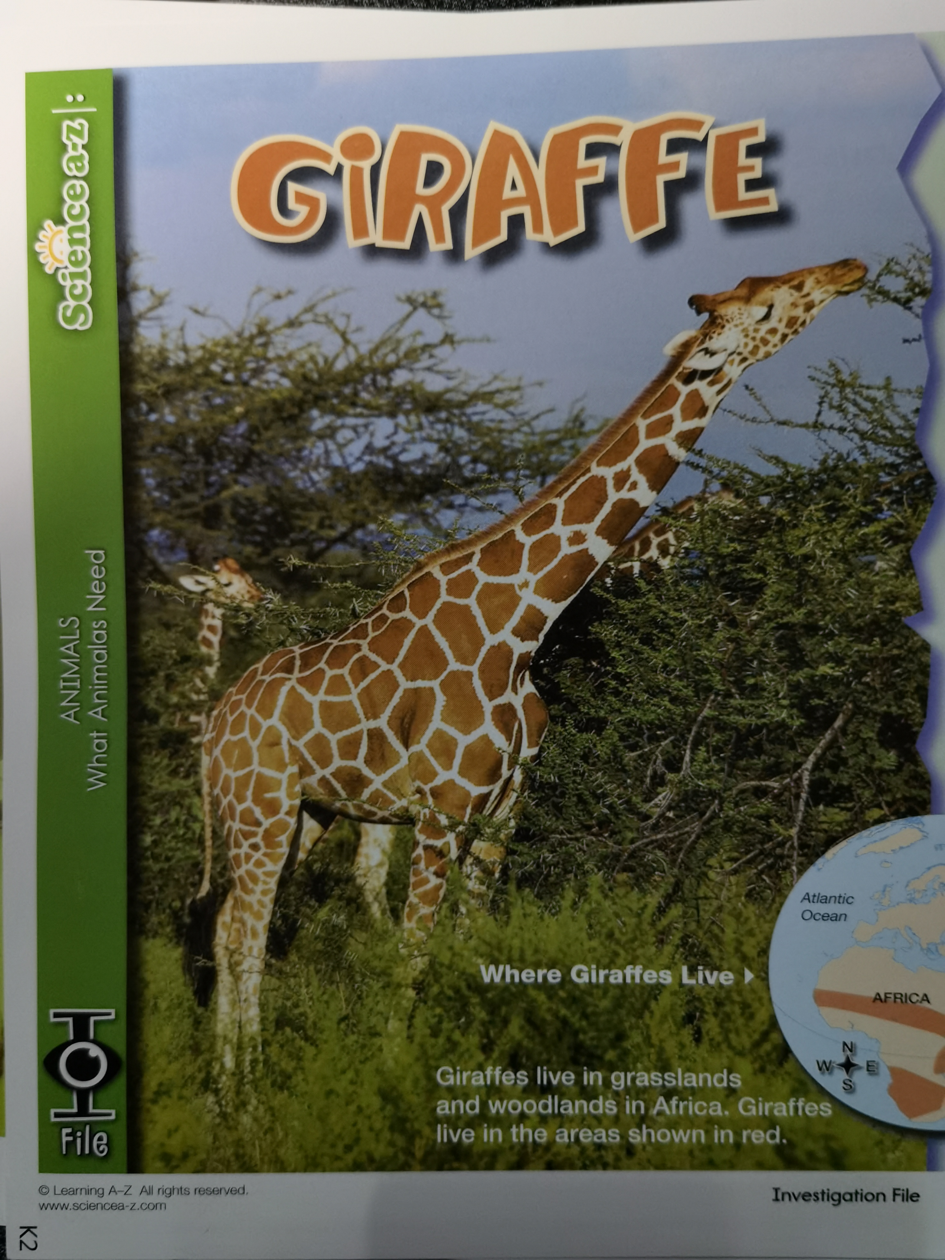 giraffe