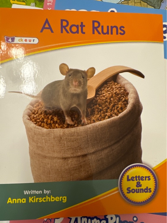 A rat runs