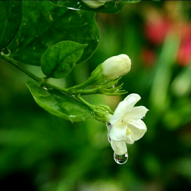 小草茉莉