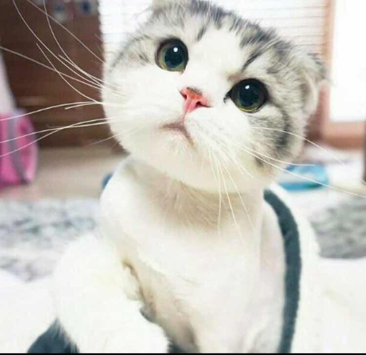 豆子醬(=^x^=)?