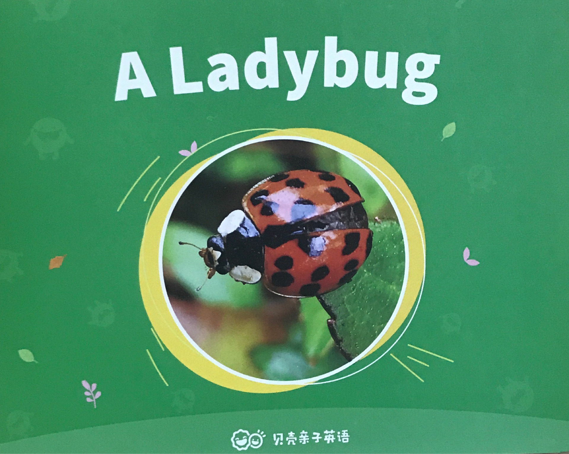 A ladybug