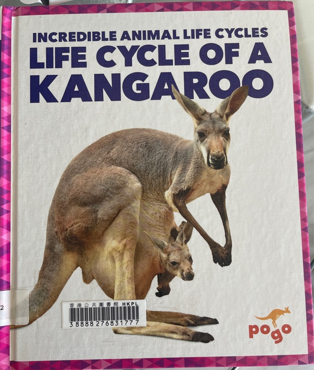 life cycle of a kangaroo