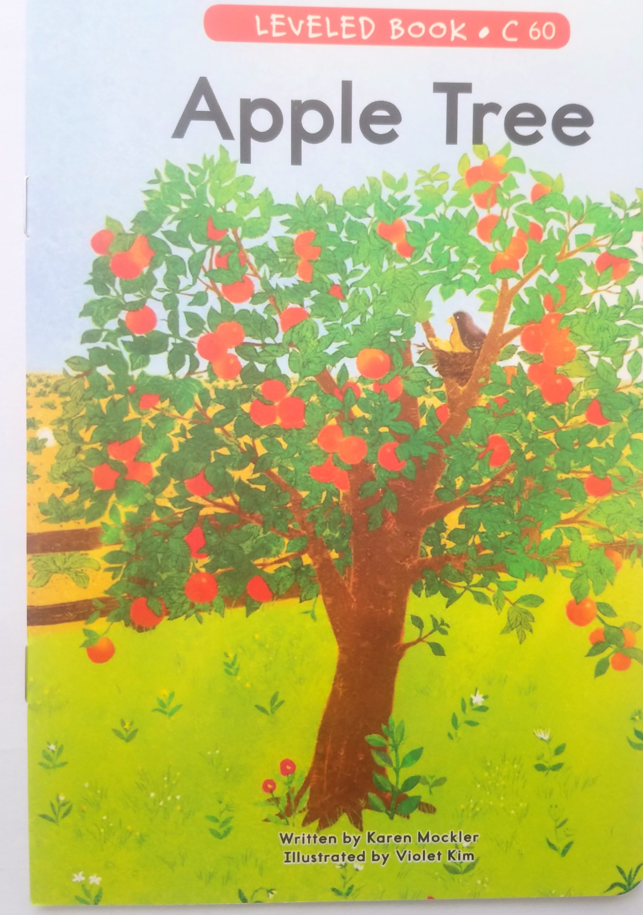 60 Apple  Tree