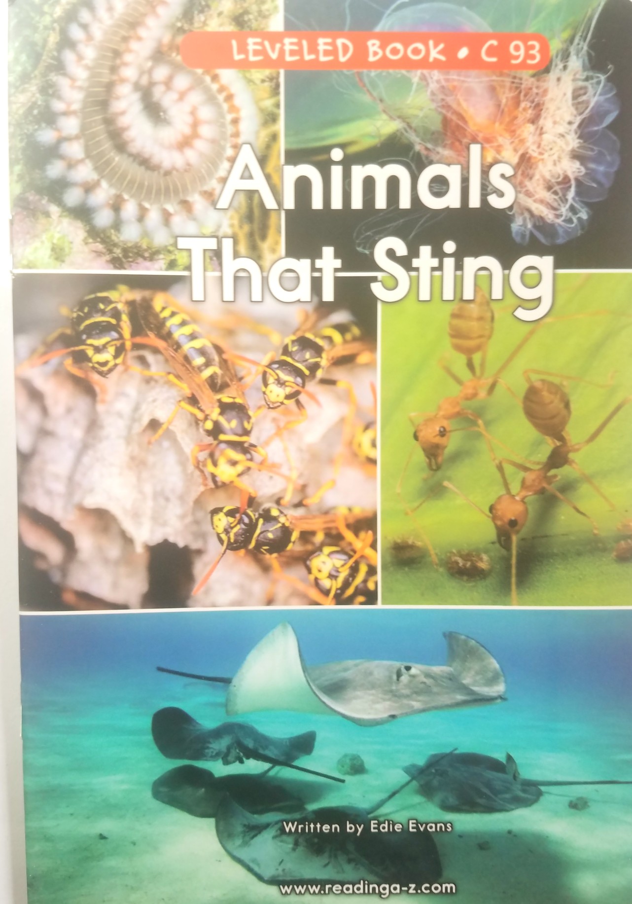 93 Animals That Sting