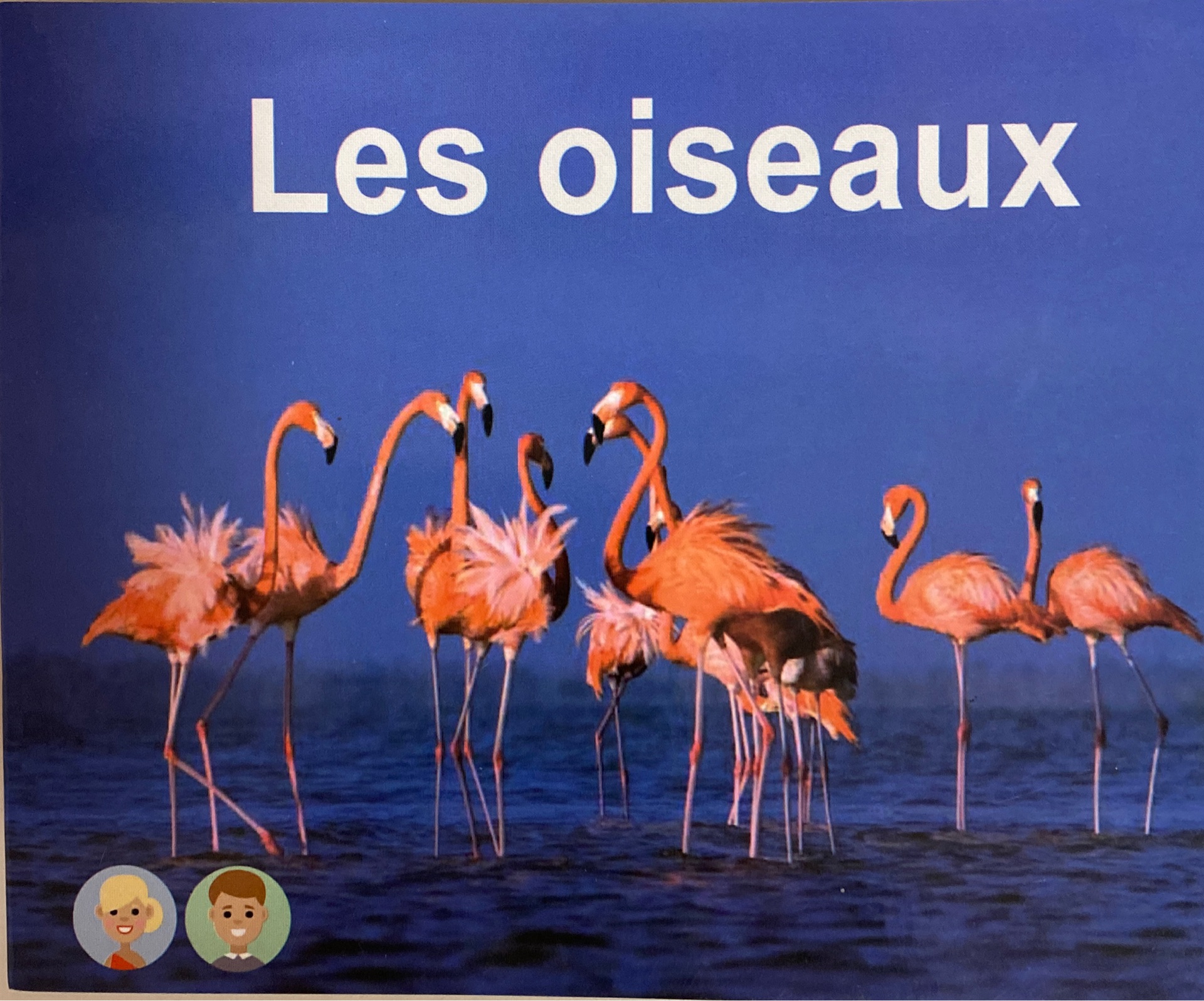 海尼曼法語A58 Les oiseau