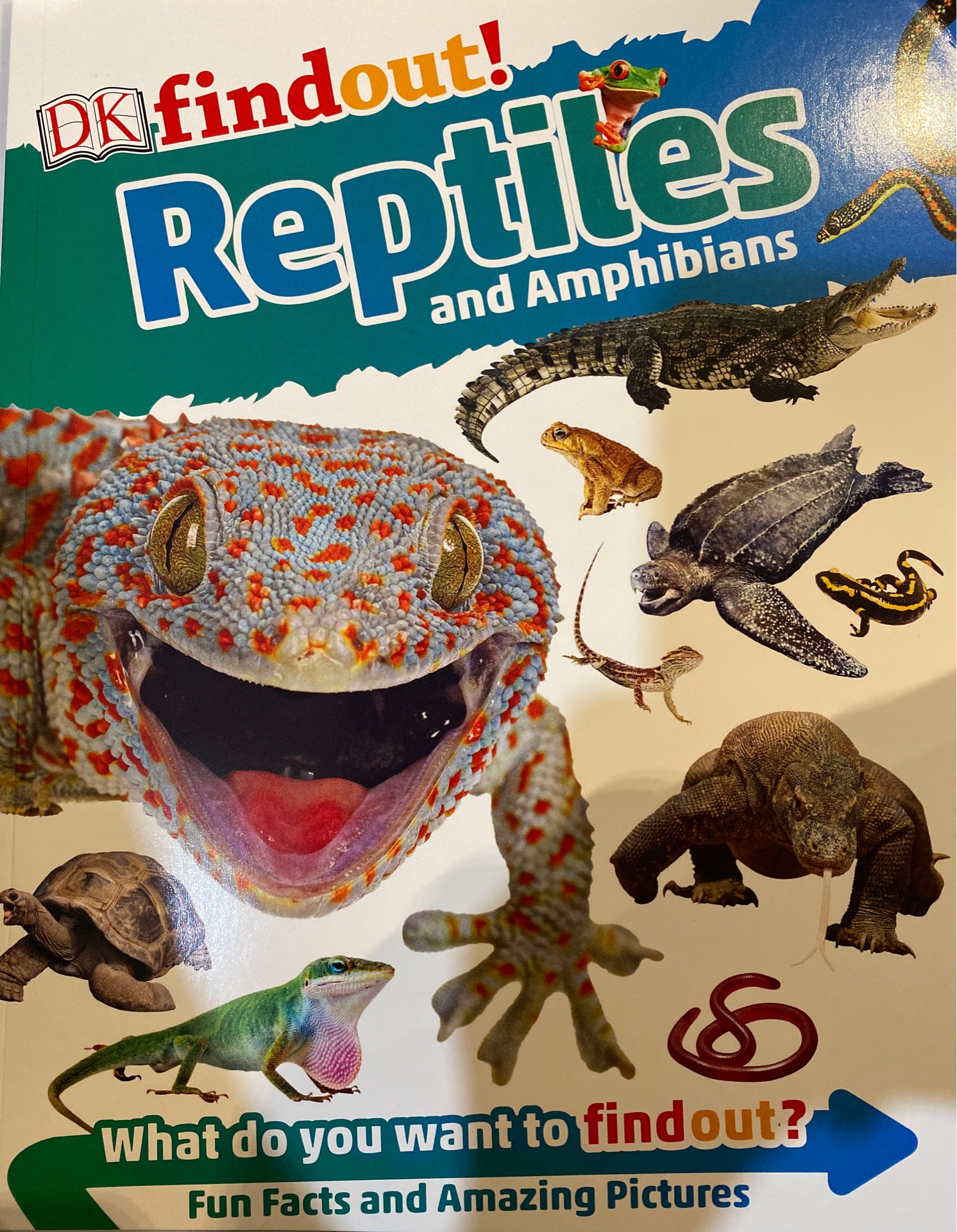 Dk find out reptiles and amphibians