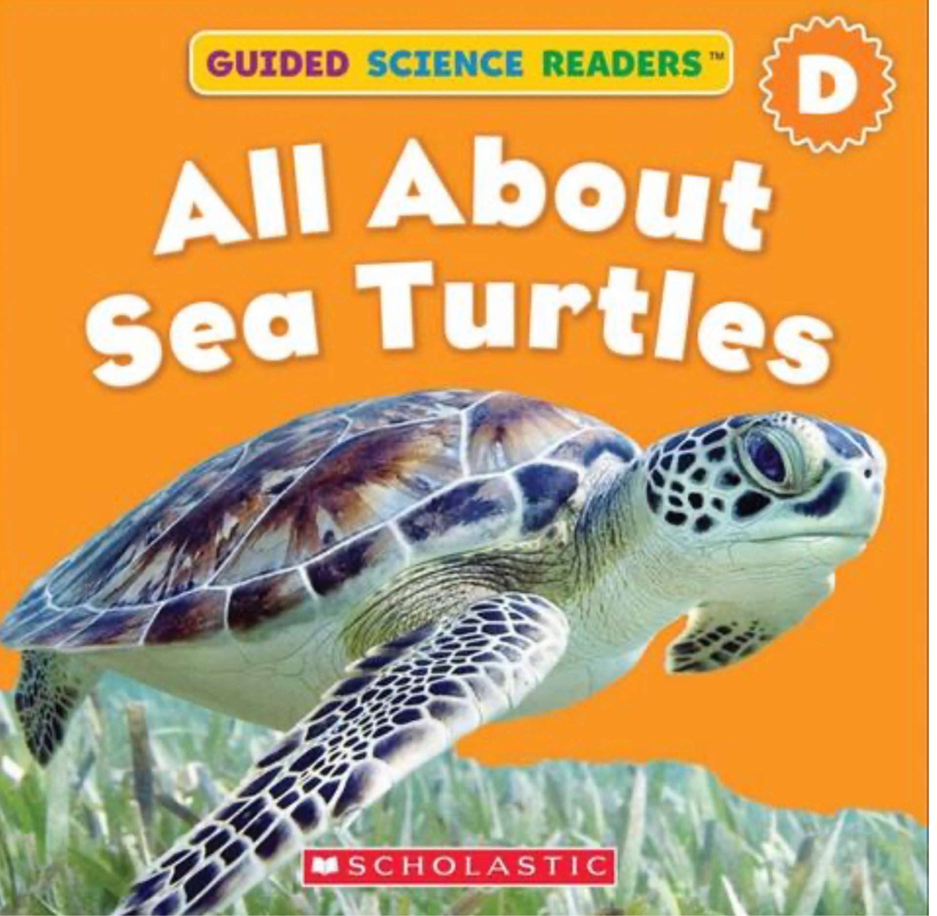 all about  sea turtles