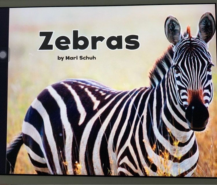 zebras