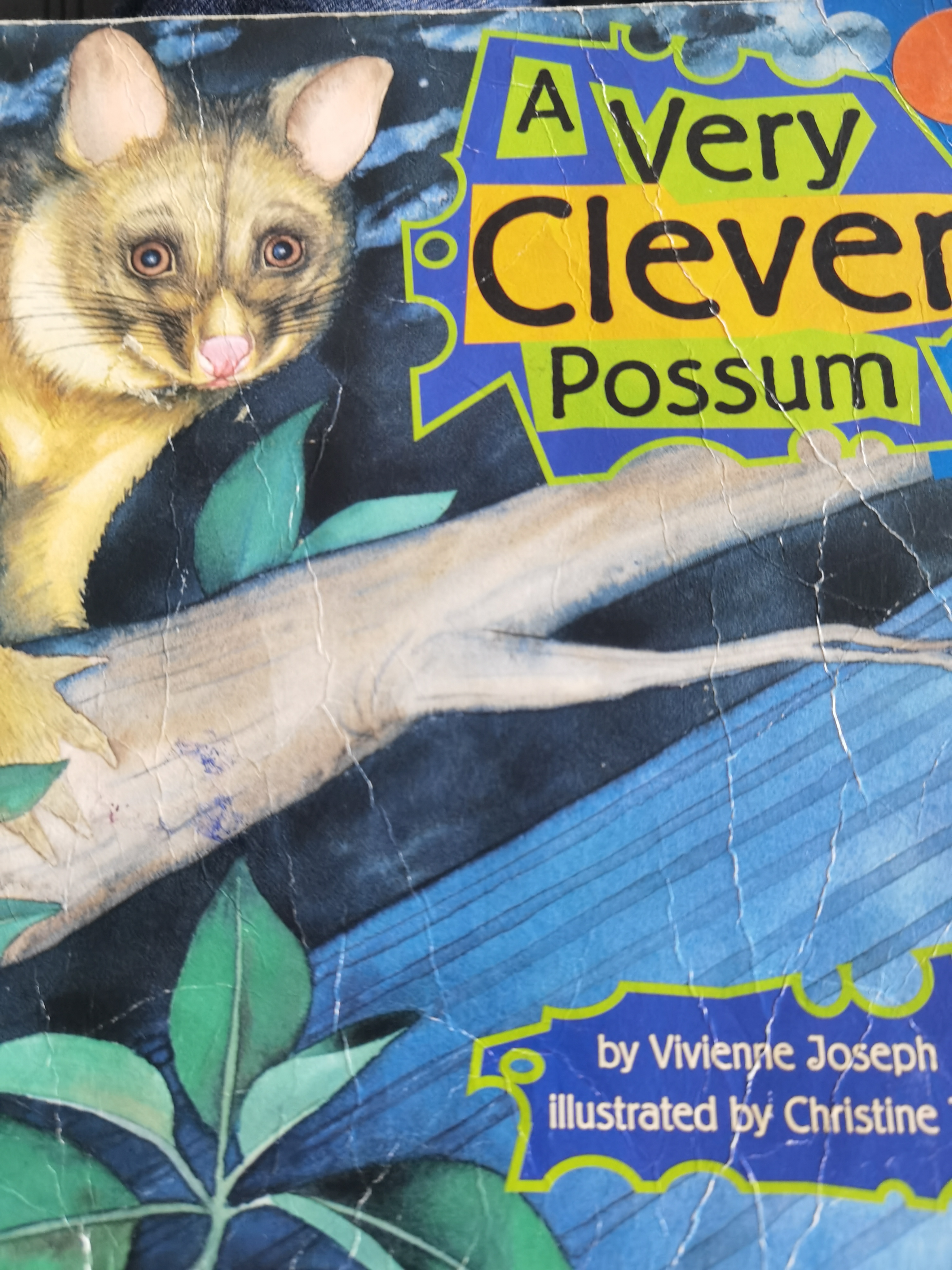 A very clever possum