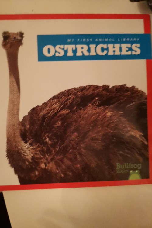 ostrishes