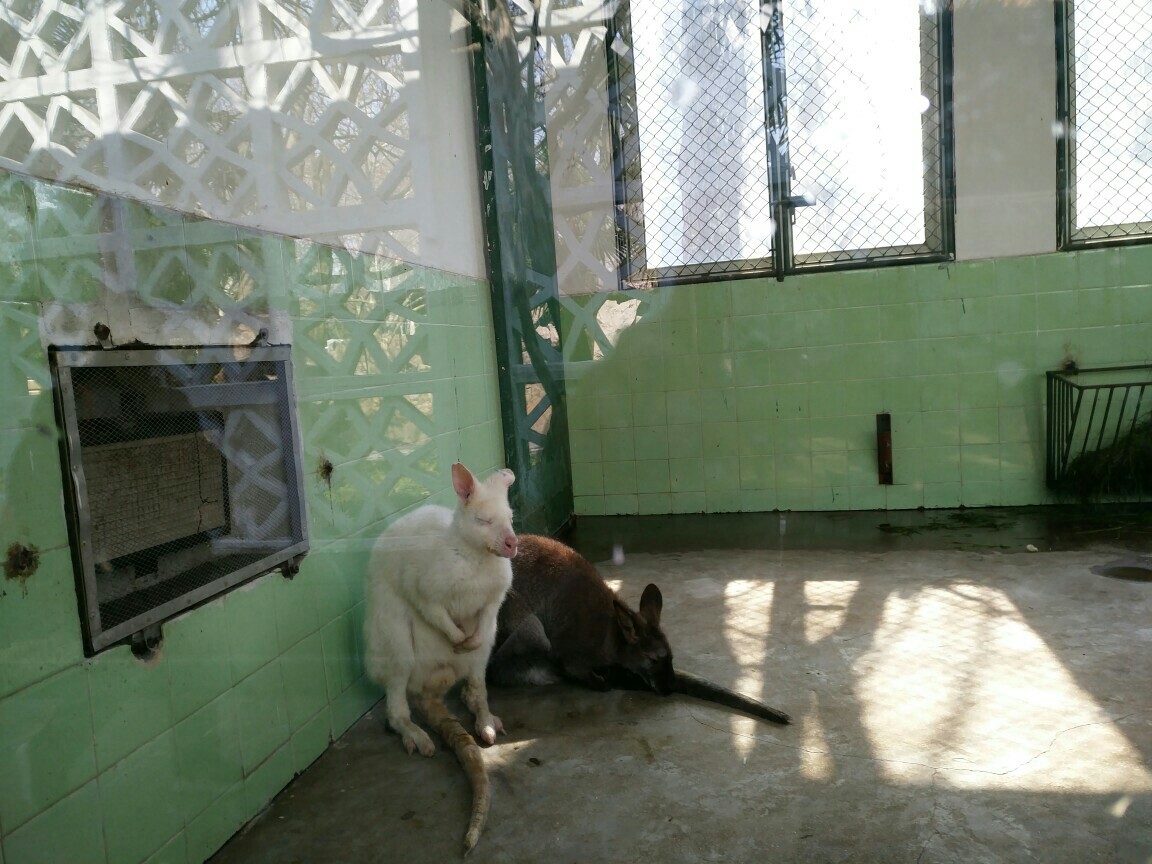 动物园一游 - 小花生