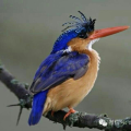 blue2008bird