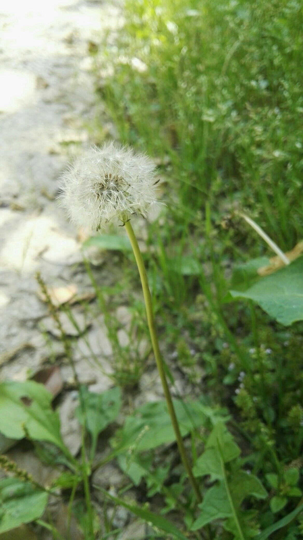 小樹(shù)懶