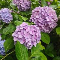 其樂豆