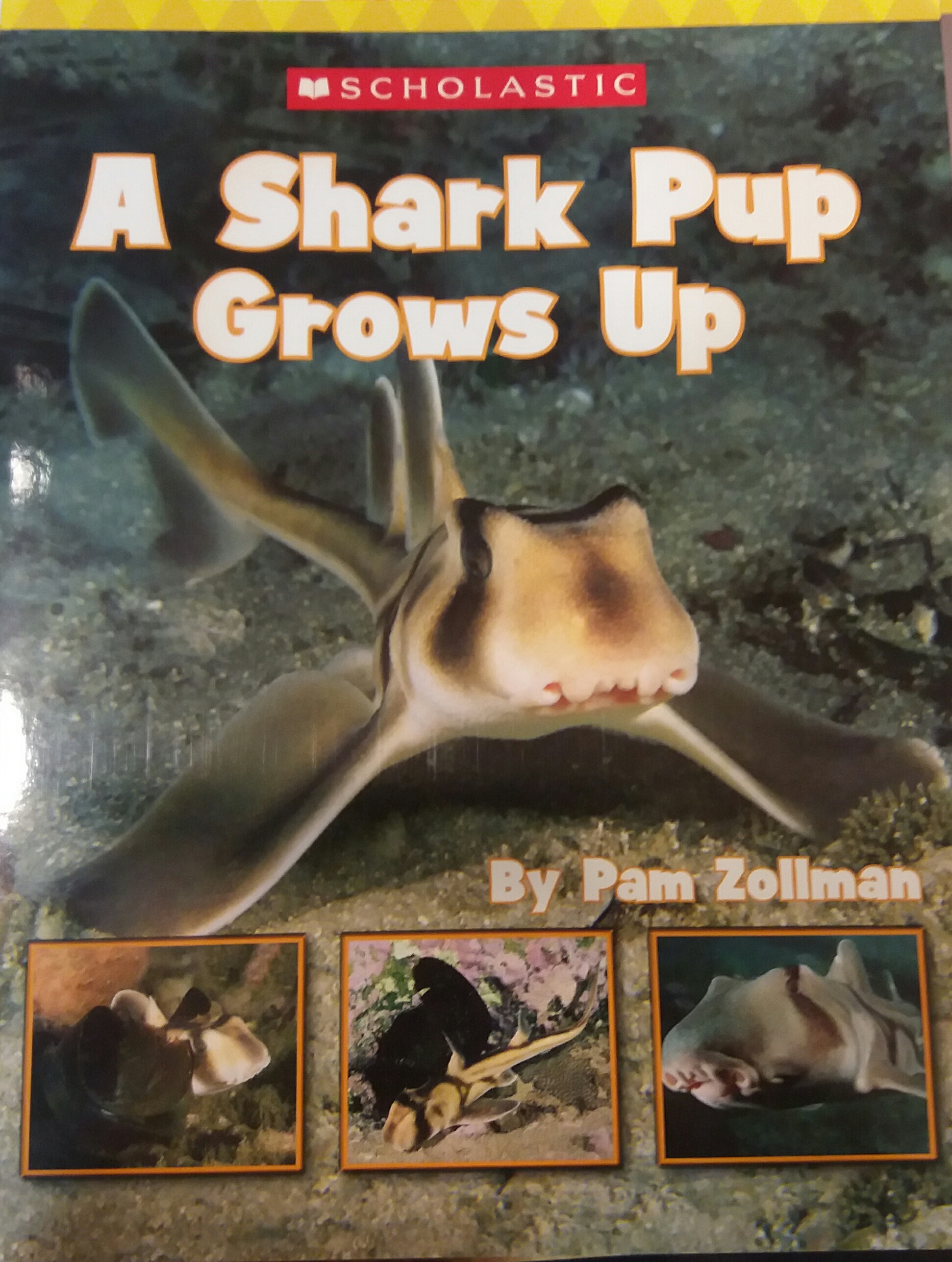 A Shark Pup Grows Up