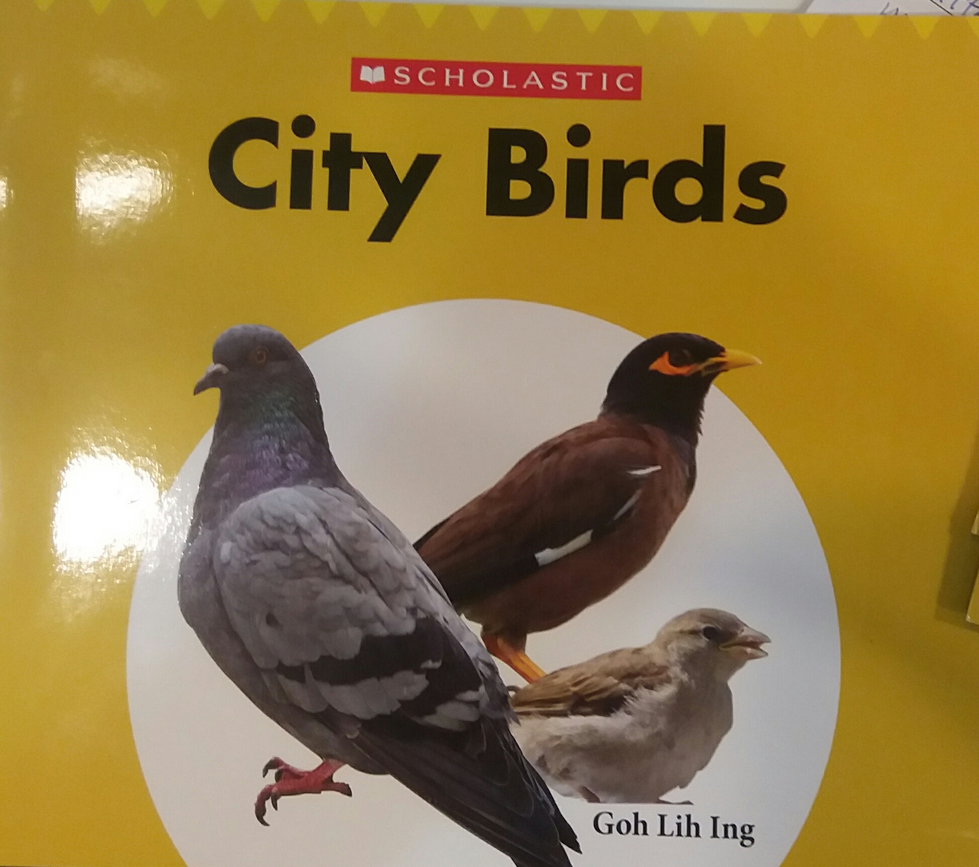 City Birds