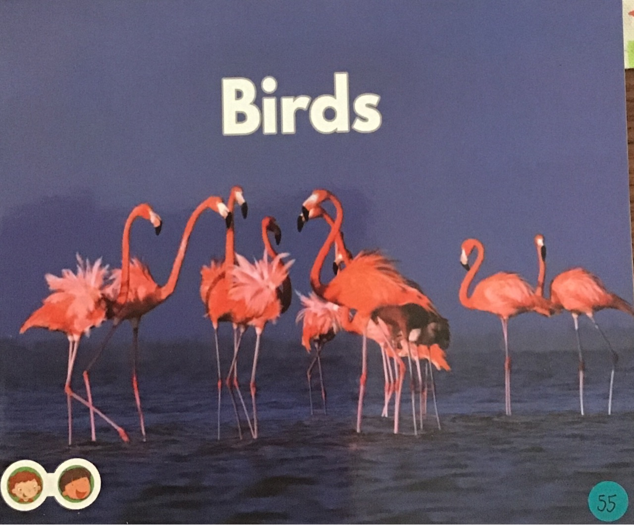 birds