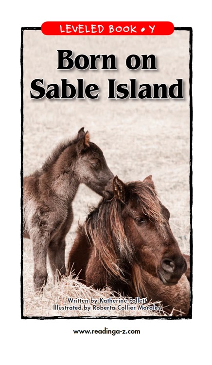 Born on Sable Island (RAZ Y)