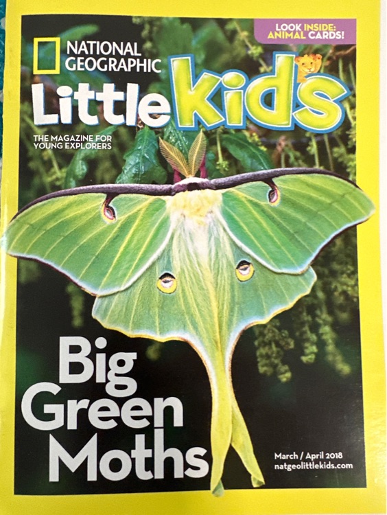 NG for little kids: Big green moths