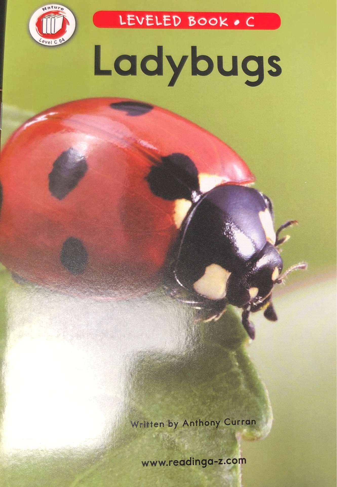 Ladybugs