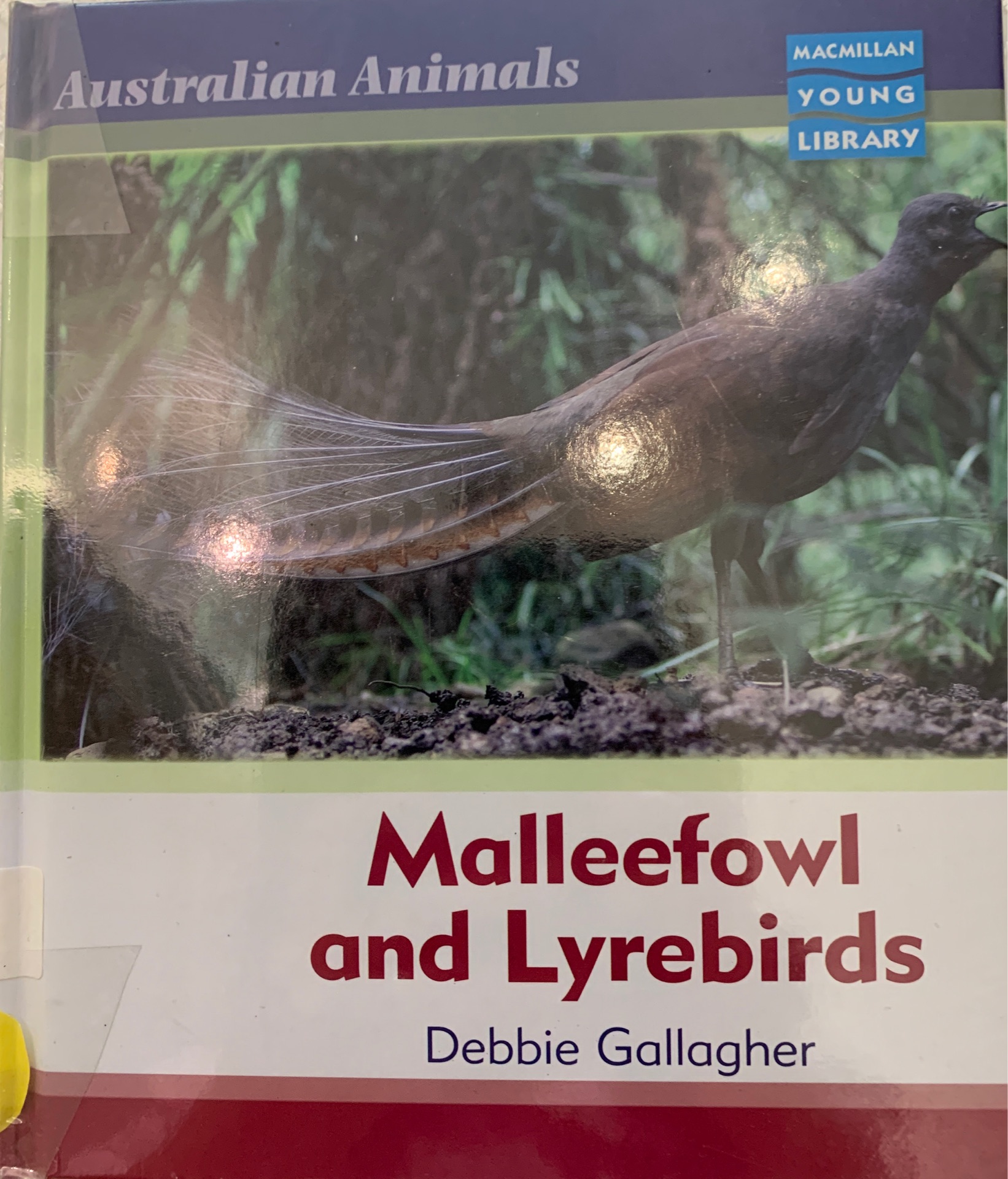 Malleefowl and Lyrebird