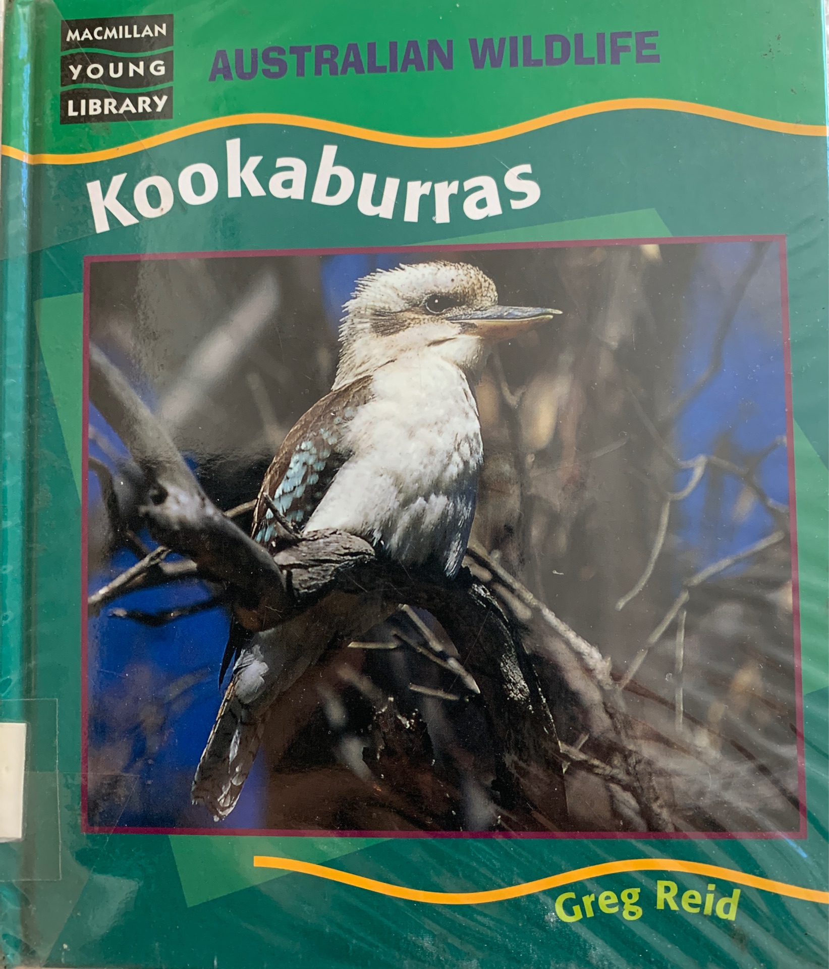 Kookaburra