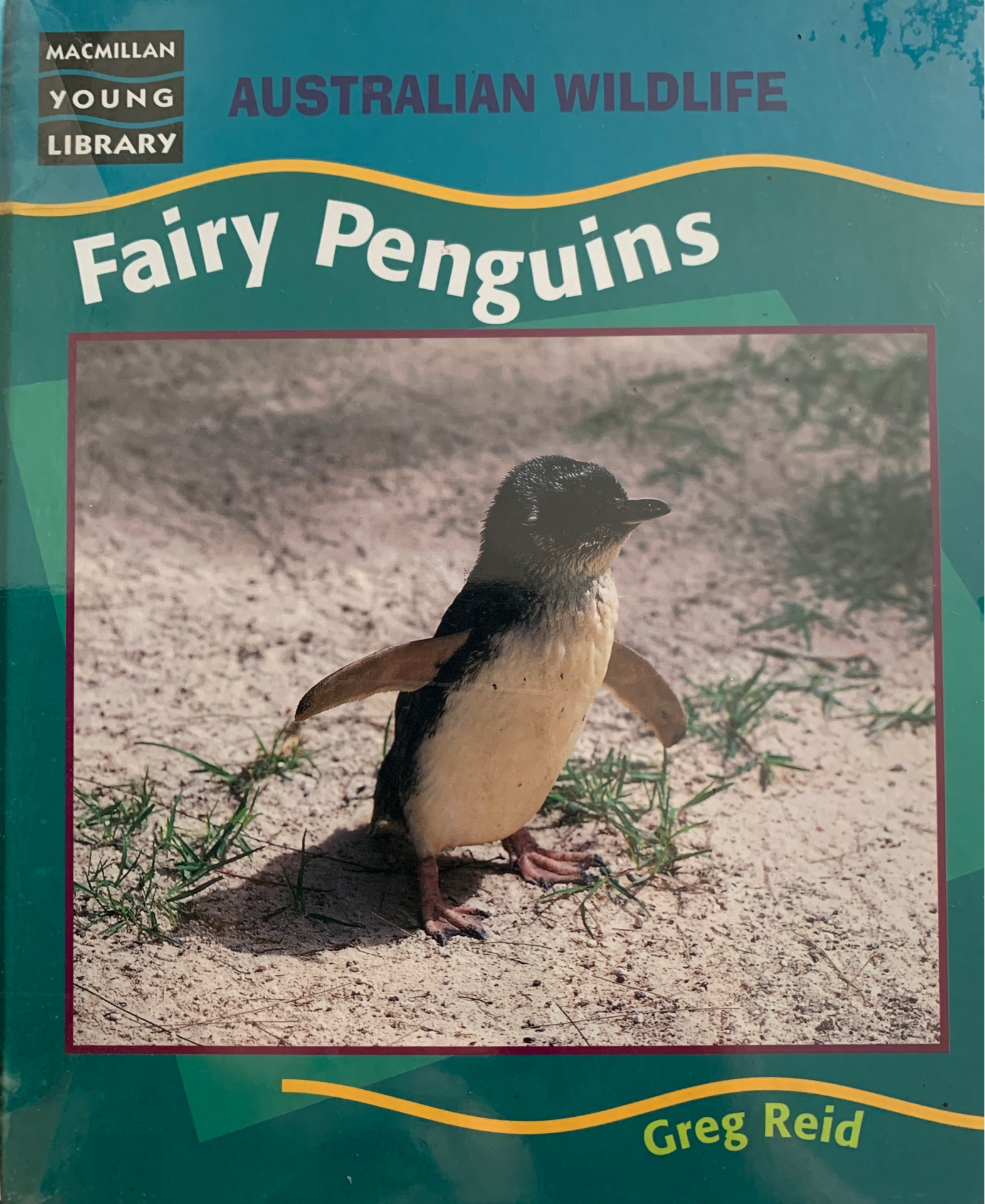 Fairy Penguin