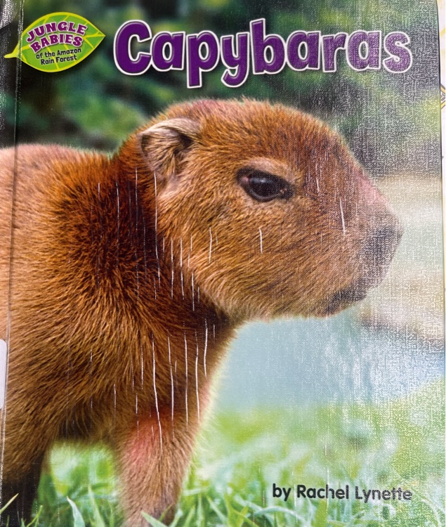 Capybaras