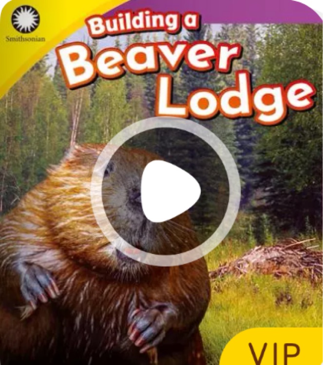 Building a beaver lodge