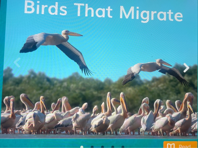 Birds that migrate pm