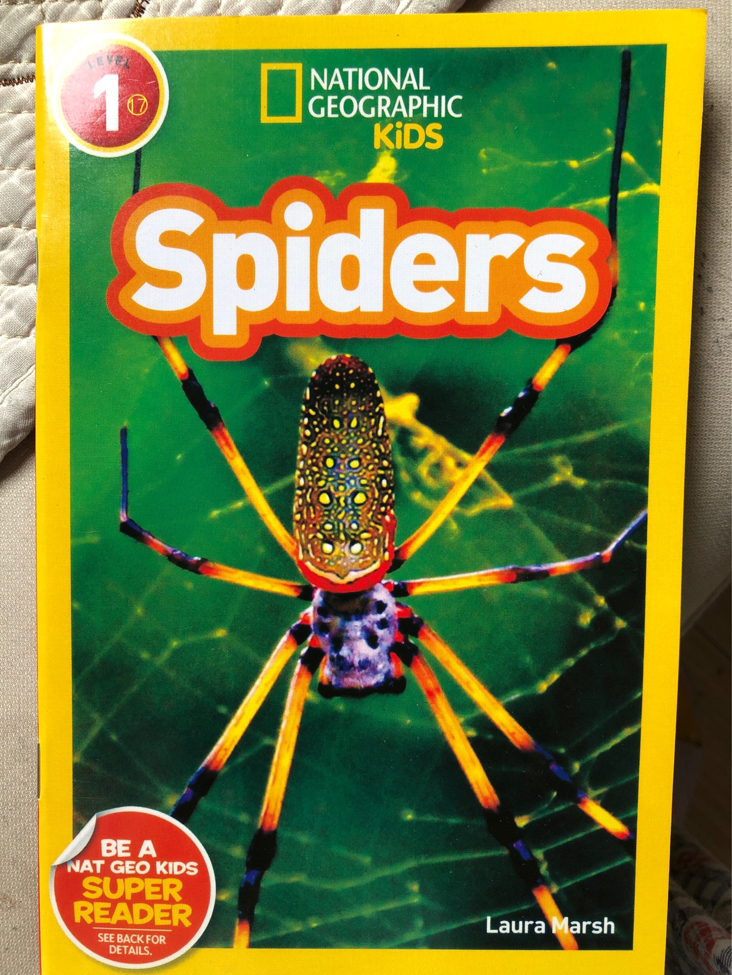 Spiders