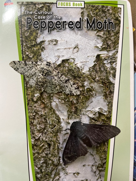 the curious case of the peppered moth