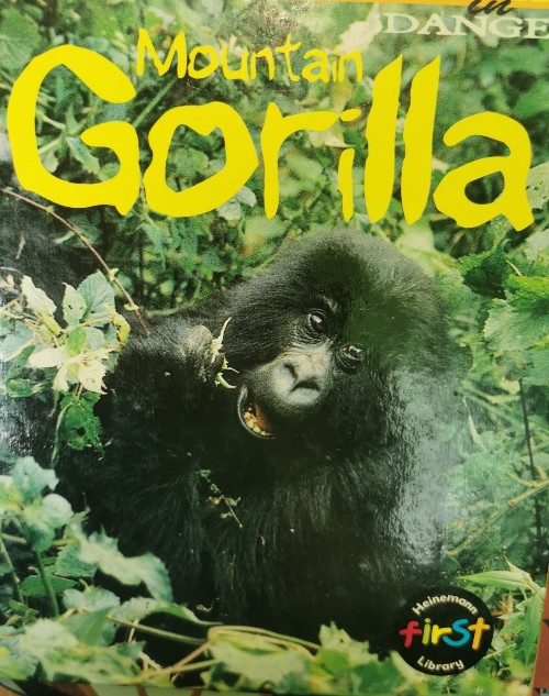 Mountain Gorilla