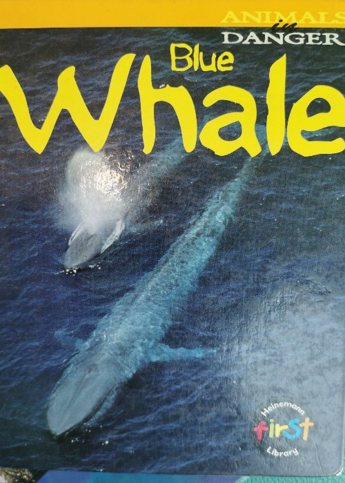 Blue Whale