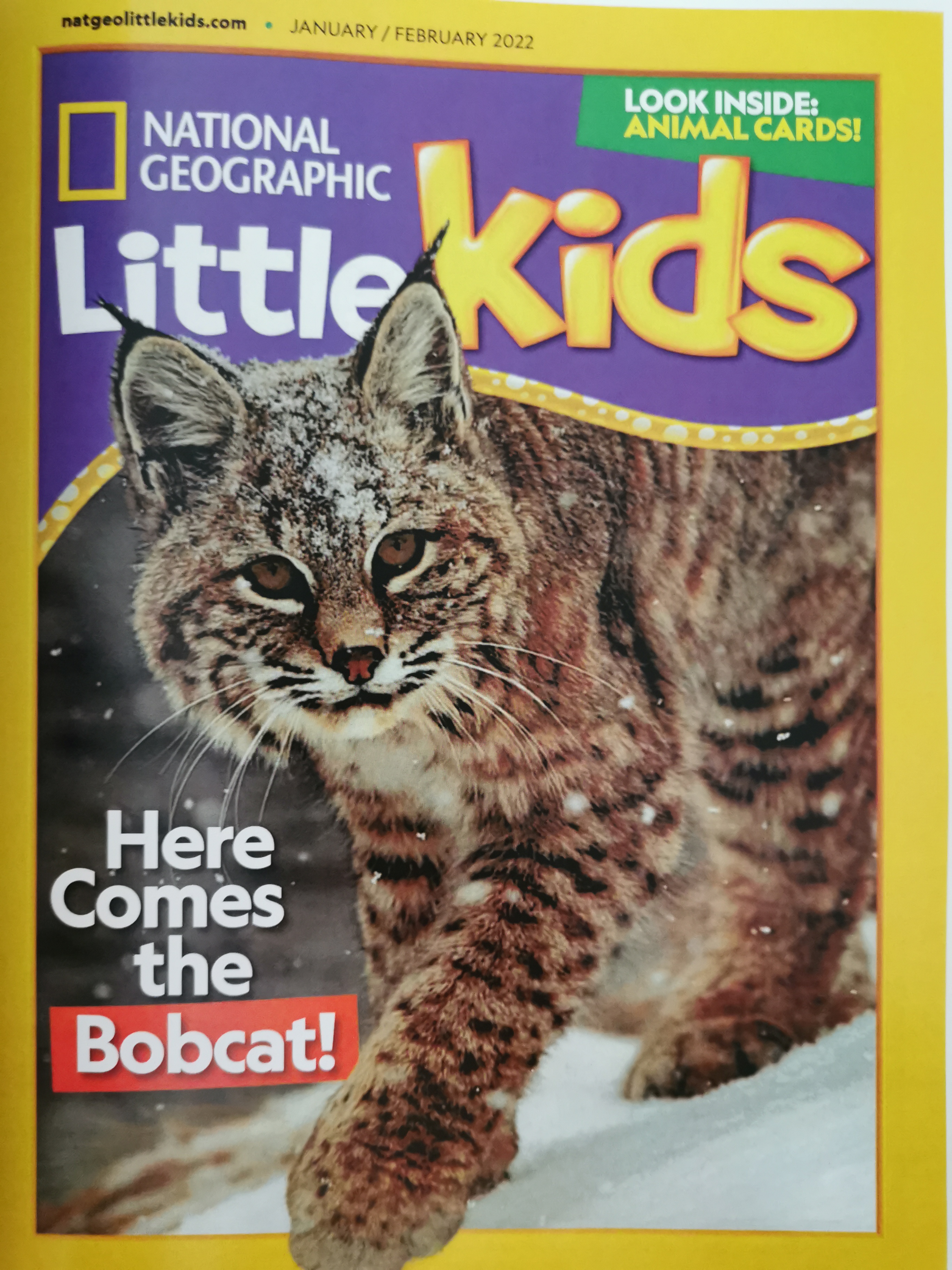 National Geographic Little Kids: here comes the bobcat!