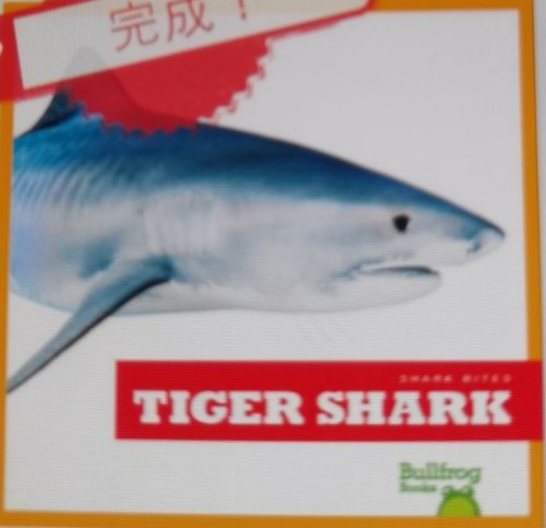 Tiger Shark