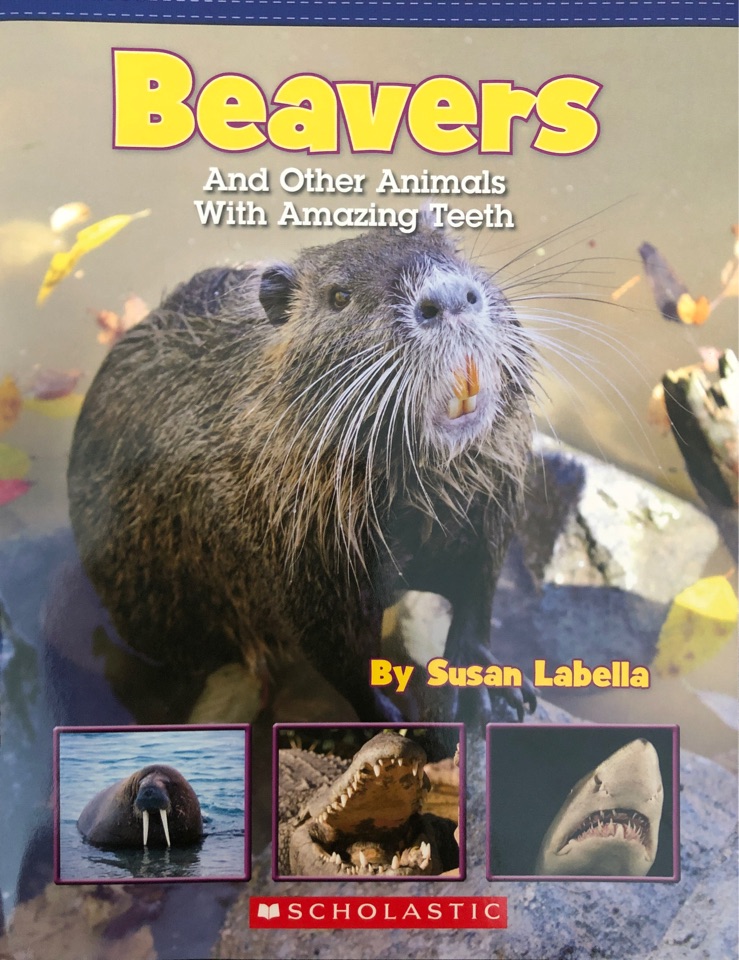 Beavers and other animals with amazing teeth