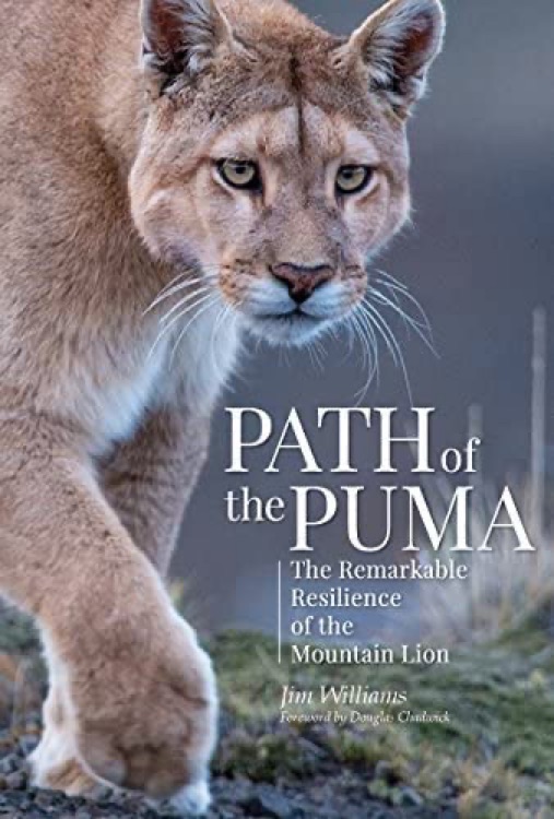 Path of the Puma : The Remarkable Resilience of the Mountain Lion