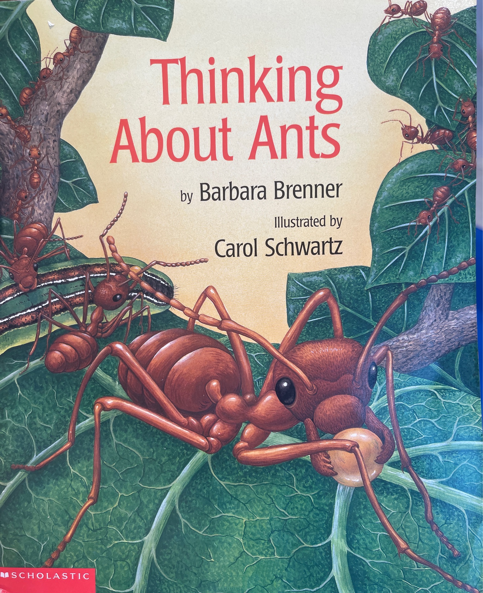 Thinking About Ants