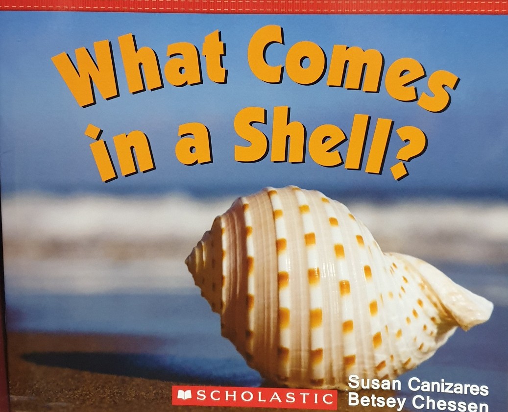 what comes in a shell?