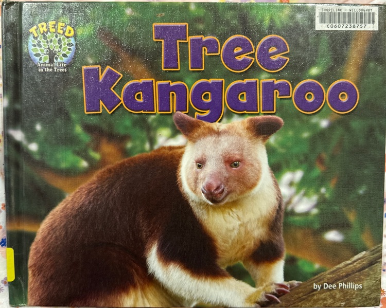 Tree Kangaroo