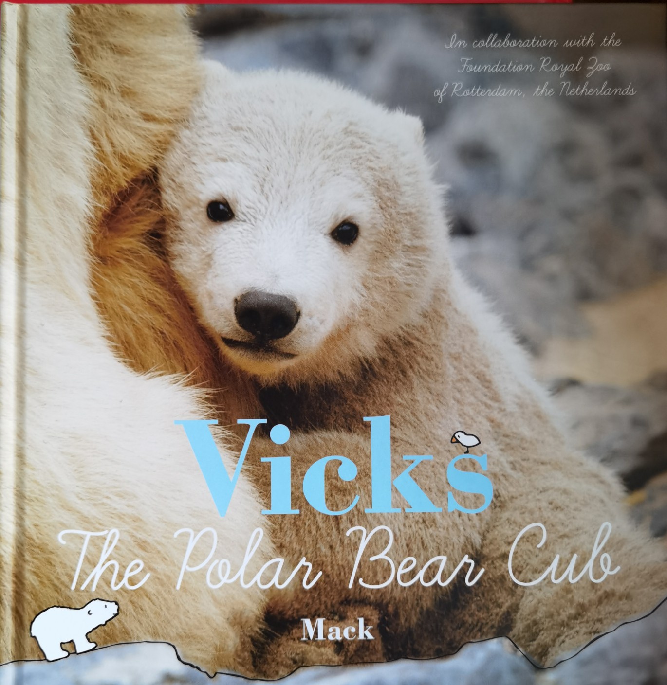 Vicks The polar bear cub