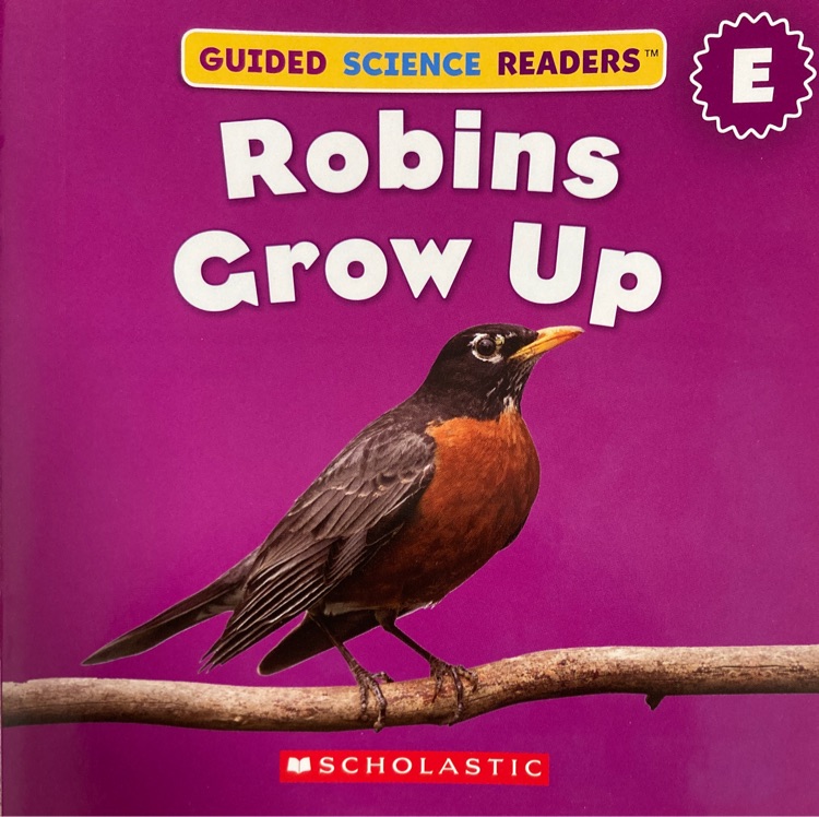 Robins Grow Up