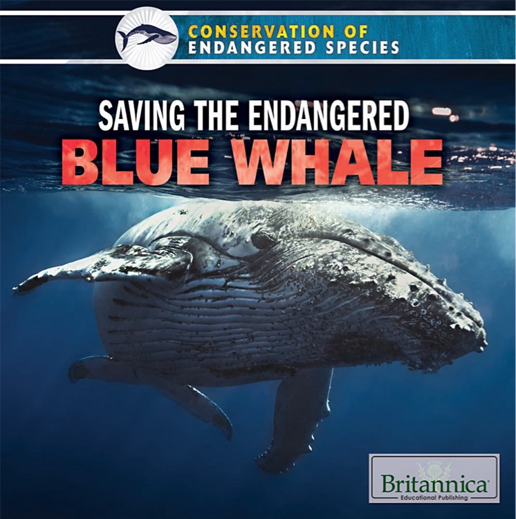 Saving the Endangered Blue Whale