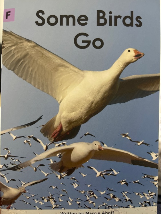 some birds go