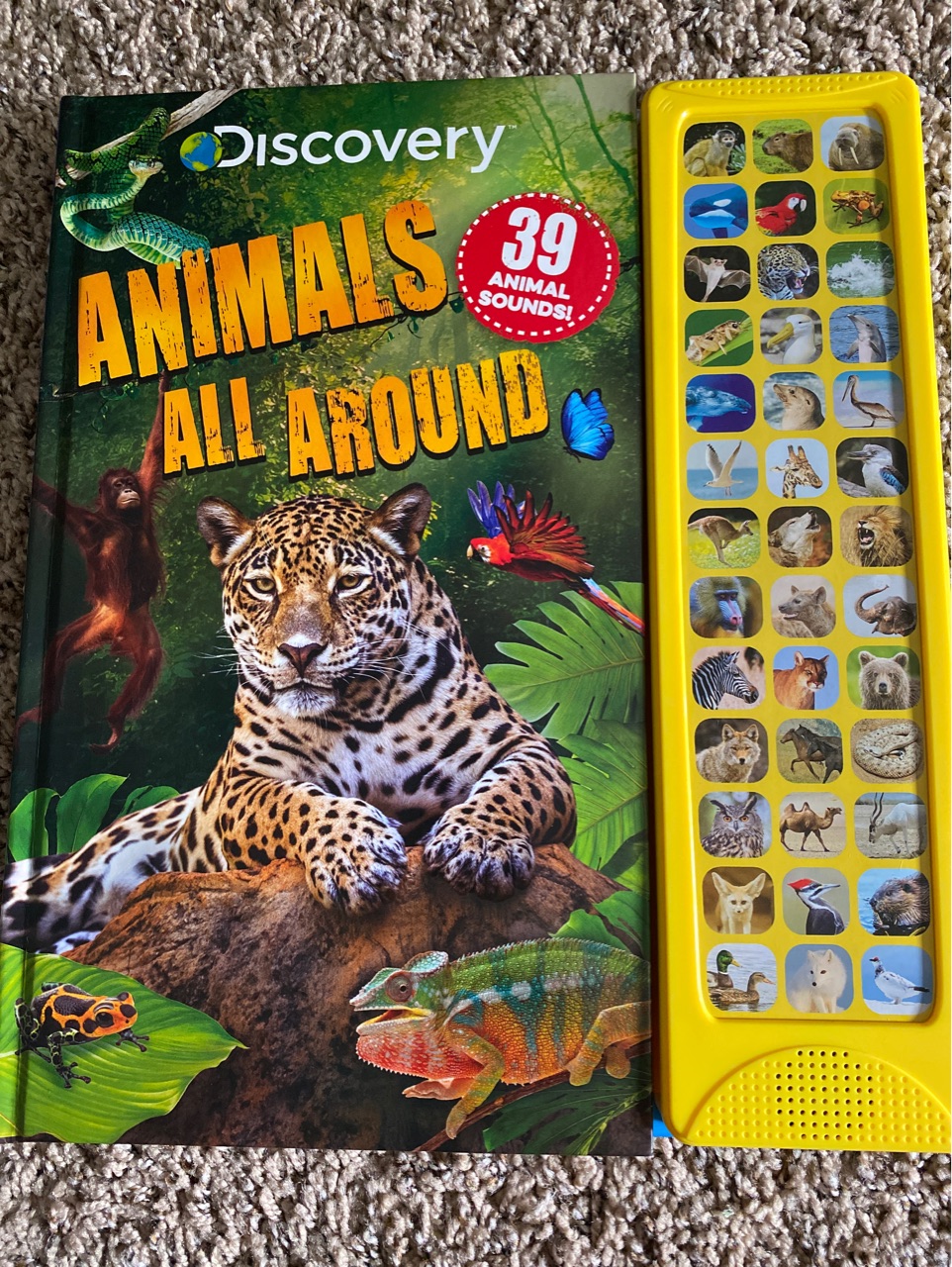 Animals all around