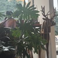 是我的公主呀