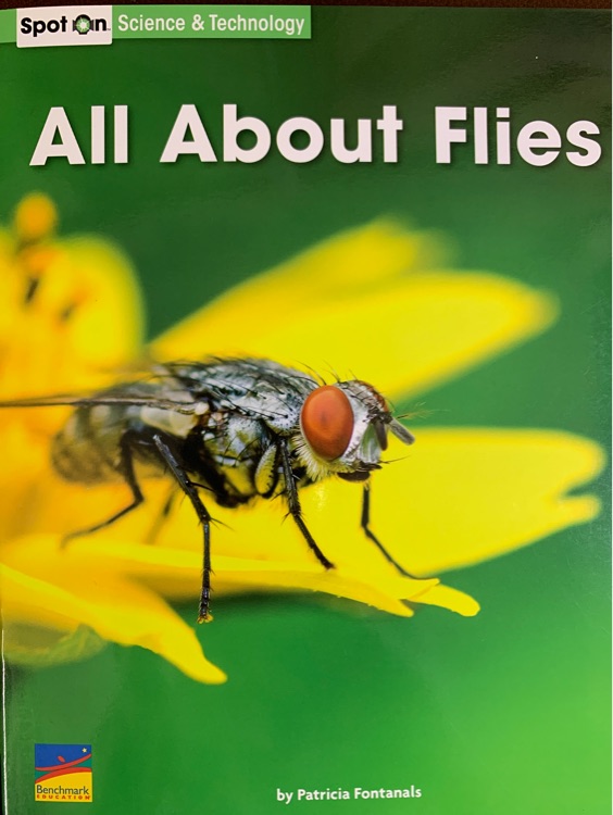 All about flies