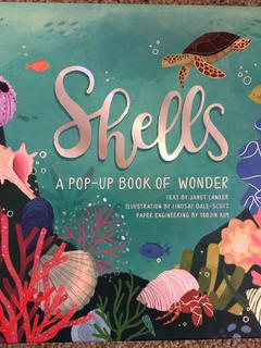 Shells A pop-up book of wonder