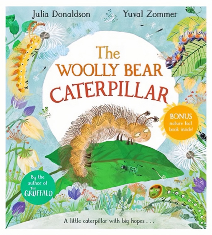 The Wolly Bear Caterpillar